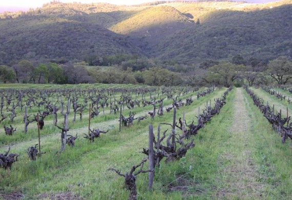 Bucklin Old Hill Ranch Vineyard