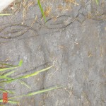 Grave of Mary, wife of Isaac